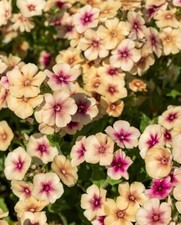 15 Cherry Caramel Phlox Seeds