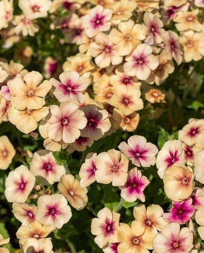 Cherry caramel phlox - caramel,