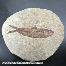 Knightia alta fish fossil in