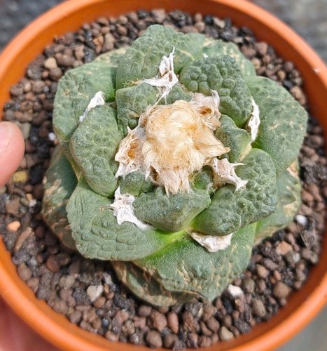 Ariocarpus godzilla - ariocarpus,