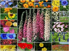 PURE WILD FLOWER SEEDS &