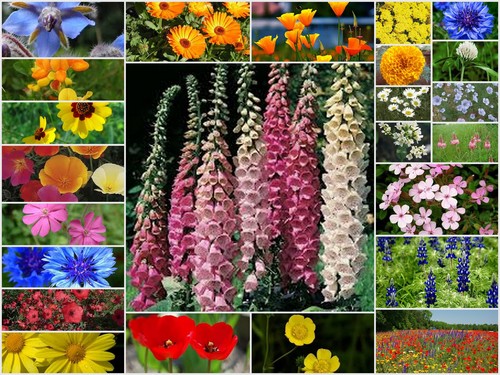 Pure wild flower - flower, &