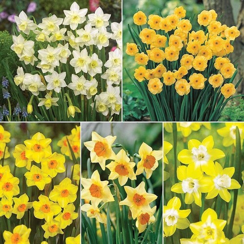 Daffodil super scented - super,