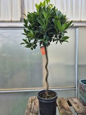 Bay Tree Plant 1.10m Spiral