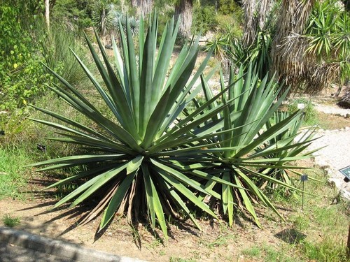 Succulent agave sisalana - ,