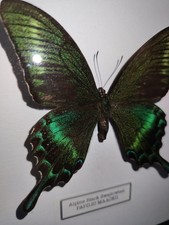 Framed Real taxidermy