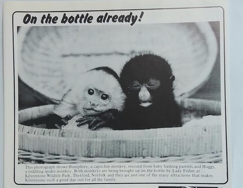 Original article monkeys at - original, on