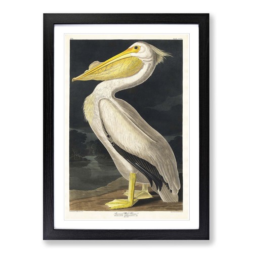 American white pelican - american, bird