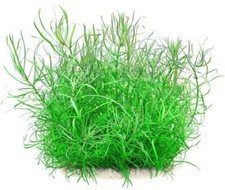 Floratica ¦ Pogostemon Q