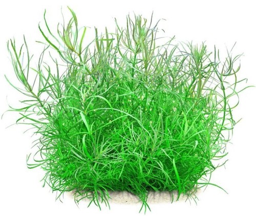 Floratica pogostemon q - floratica,