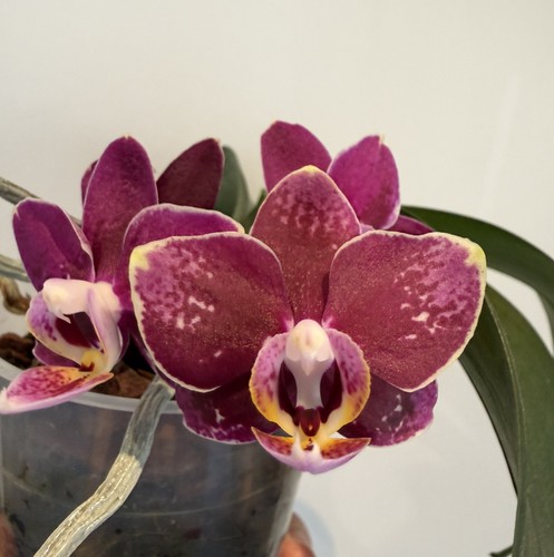Phalaenopsis chameleon - phalaenopsis,