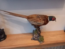 Taxidermy Male Ring Neck