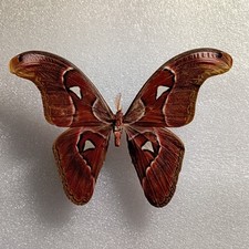Attacus lorquinii Moth Set