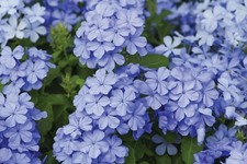 T&M Plumbago (Cape Leadwort)