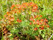 Euphorbia 'Orange Ma'