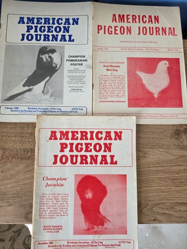 Vintage american pigeon - vintage,