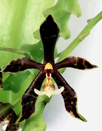 Rare phalaenopsis pantherina - rare,