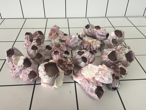 Aquarium decoration shell - decoration,