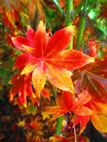 5ft inc pot japanese maple - inc.,