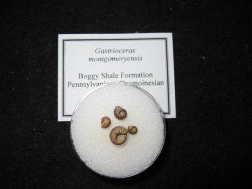 Pennyslvanian ammonite