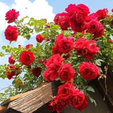 6X Red Rose Plant Cuttings RED