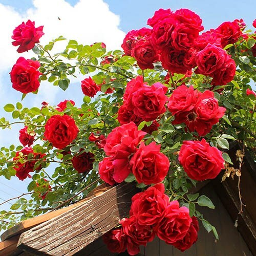 Red rose plant - cuttings,