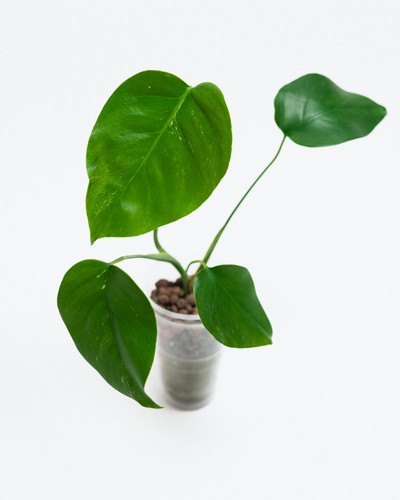 Variegated monstera deliciosa - variegated,