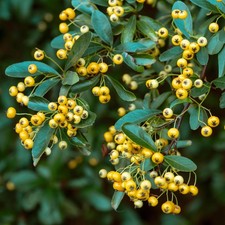 Pyracantha Saphyr Yellow