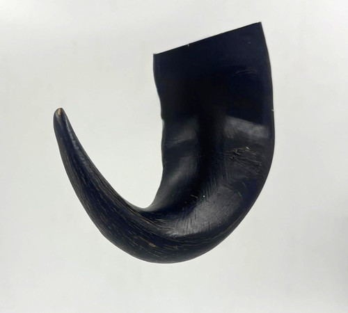 Buffalo bull horns 100 150 - horns, (100-150