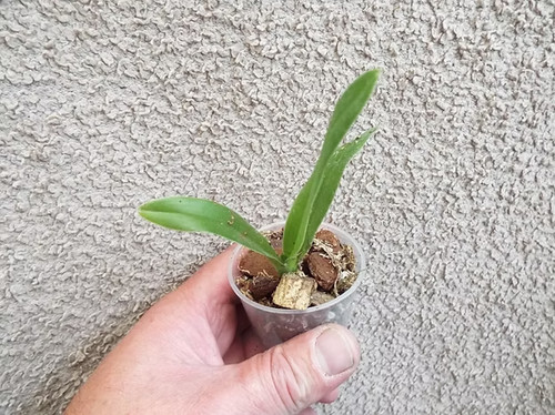 Rare paphiopedilum lowii - rare,