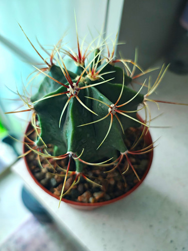 Ferocactus hystrix 12cm - in,