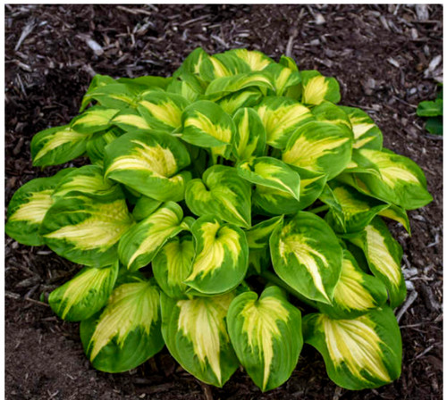 Hosta shadowland etched - hosta,