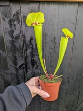 Sarracenia flava var gigantea - sarracenia, var.