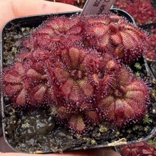 Drosera Admirabilis
