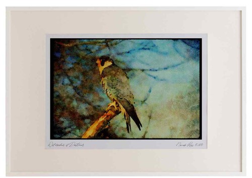 070039 peregrine falcon - falcon, on