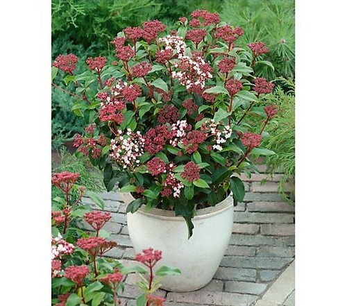 Viburnum tinus 'Gwenllian'