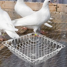 10 Pcs Bird Nesting Box Pigeon