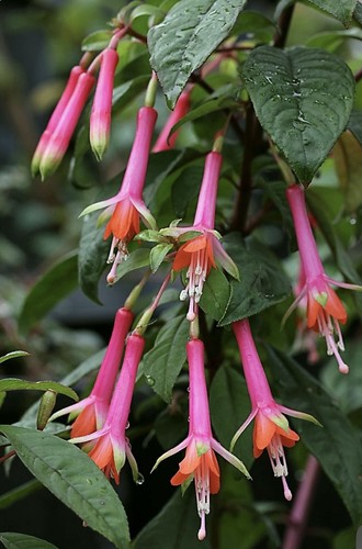 Fuchsia denticulata toothed - denticulata,,