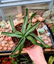 Euphorbia Stellata | caudex