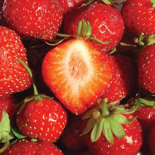 Strawberry flamenco bare root - strawberry,