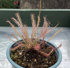 Drosera filiformis x
