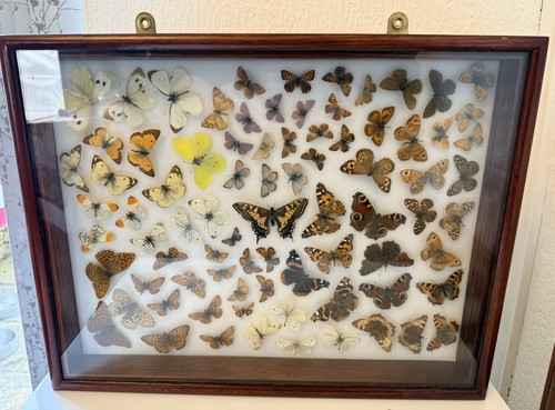 Vintage butterfly collection - vintage,