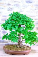 English Oak Bonsai Tree, Free