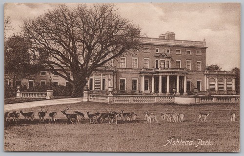 Ashtead deer park - ashtead,