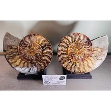 Very Large A grade Cut