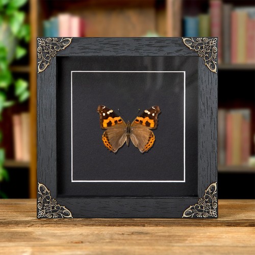 Indian red admiral - indian,
