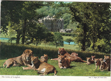 Lions of Longleat Postcard unused creased