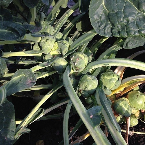 Easy grow your own - easy, big