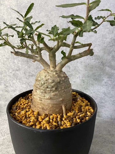 Fockea edulis succulent cactus - fockea,