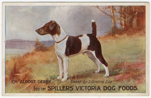 Smooth fox terrier dog - smooth,